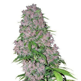 Purple Bud - WHITE LABEL | TanieSianie.pl