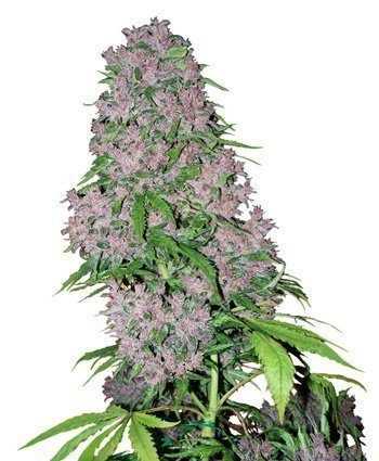 Purple Bud - WHITE LABEL | TanieSianie.pl