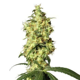 White Widow Automatic - WHITE LABEL | TanieSianie.pl