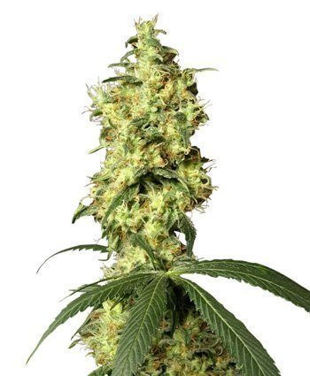 White Widow Automatic - WHITE LABEL | TanieSianie.pl