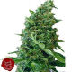 Douce Nuit - FRENCH TOUCH SEEDS | TanieSianie.pl