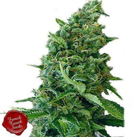 Douce Nuit - FRENCH TOUCH SEEDS | TanieSianie.pl