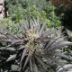 Frencheese - FRENCH TOUCH SEEDS | TanieSianie.pl