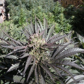 Frencheese - FRENCH TOUCH SEEDS | TanieSianie.pl