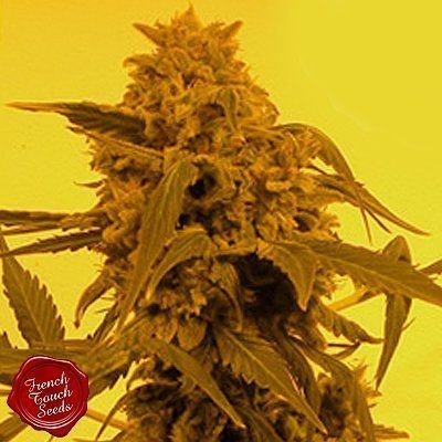 Guillotine Auto - FRENCH TOUCH SEEDS | TanieSianie.pl