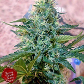 Sativa des Rois - FRENCH TOUCH SEEDS | TanieSianie.pl