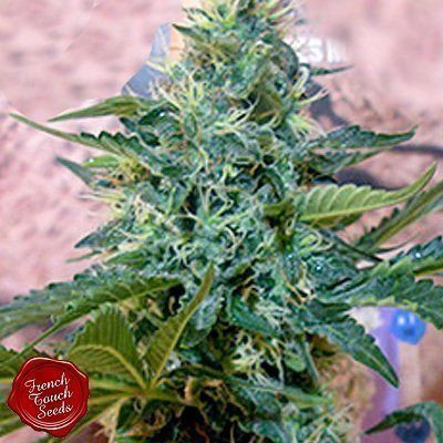 Sativa des Rois - FRENCH TOUCH SEEDS | TanieSianie.pl