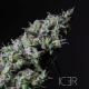 Icer - R-KIEM SEEDS | TanieSianie.pl