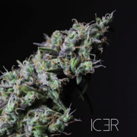 Icer - R-KIEM SEEDS | TanieSianie.pl