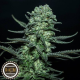 Muse - R-KIEM SEEDS | TanieSianie.pl