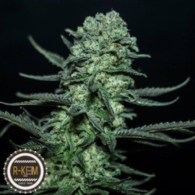Muse - R-KIEM SEEDS | TanieSianie.pl