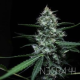 Negra 44 - R-KIEM SEEDS | TanieSianie.pl
