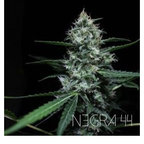 Negra 44 - R-KIEM SEEDS | TanieSianie.pl