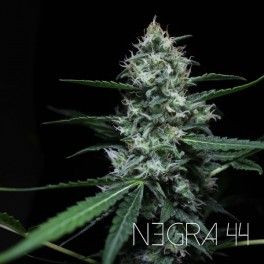Negra 44 - R-KIEM SEEDS | TanieSianie.pl