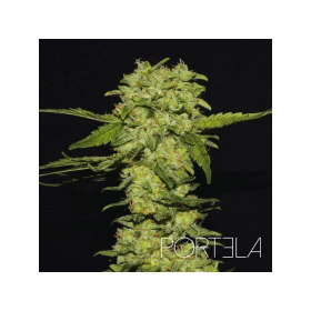 Portela - R-KIEM SEEDS | TanieSianie.pl