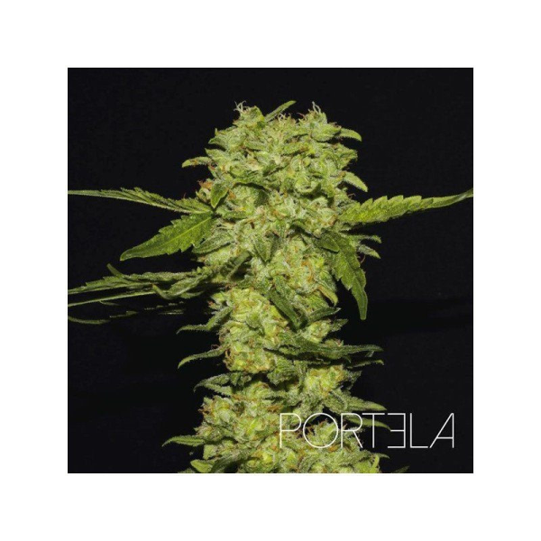 Portela - R-KIEM SEEDS | TanieSianie.pl