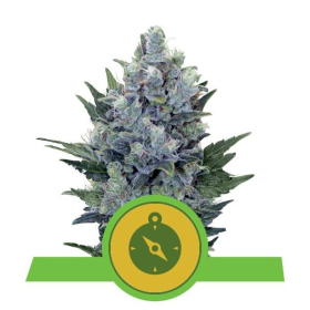 Northern Light Automatic - ROYAL QUEEN SEEDS | TanieSianie.pl