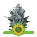 Northern Light Automatic - ROYAL QUEEN SEEDS