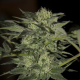 Auto Blue - SEEDSMAN | TanieSianie.pl