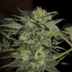 Auto Blue - SEEDSMAN | TanieSianie.pl
