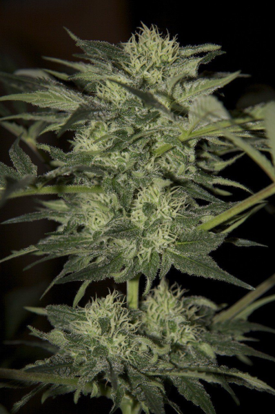 Auto Blue - SEEDSMAN | TanieSianie.pl