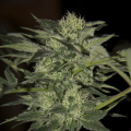 Auto Blue - SEEDSMAN
