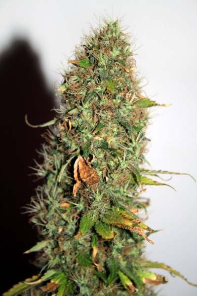 Auto Kush - SEEDSMAN | TanieSianie.pl