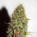 Auto Kush - SEEDSMAN