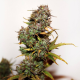 Auto Mini Gun - SEEDSMAN | TanieSianie.pl