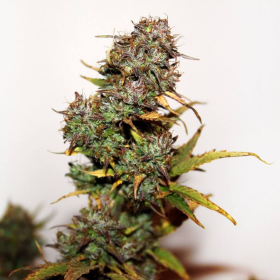 Auto Mini Gun - SEEDSMAN | TanieSianie.pl