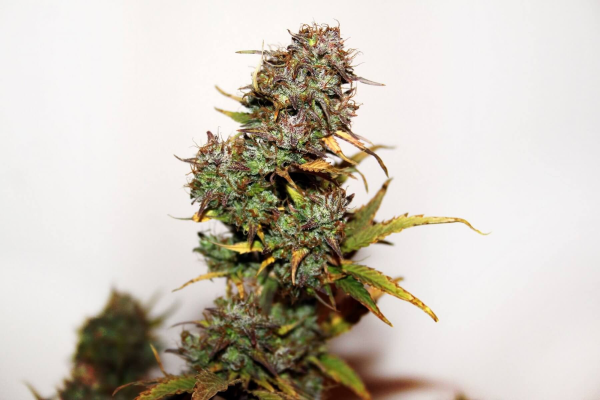 Auto Mini Gun - SEEDSMAN | TanieSianie.pl