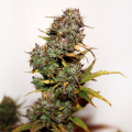Auto Mini Gun - SEEDSMAN