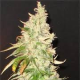 Northern Soul - SEEDSMAN | TanieSianie.pl