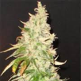 Northern Soul - SEEDSMAN | TanieSianie.pl