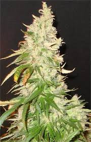 Northern Soul - SEEDSMAN | TanieSianie.pl