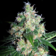 Velvet Bud - SEEDSMAN | TanieSianie.pl