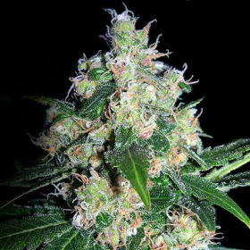 Velvet Bud - SEEDSMAN | TanieSianie.pl