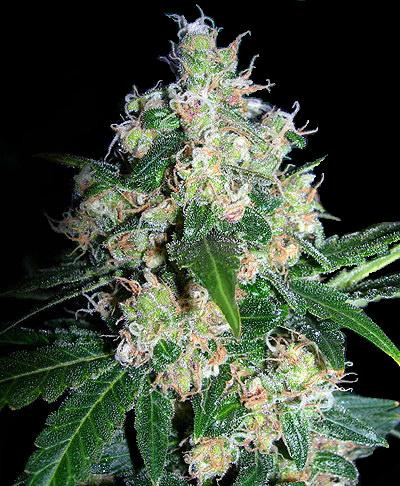 Velvet Bud - SEEDSMAN | TanieSianie.pl