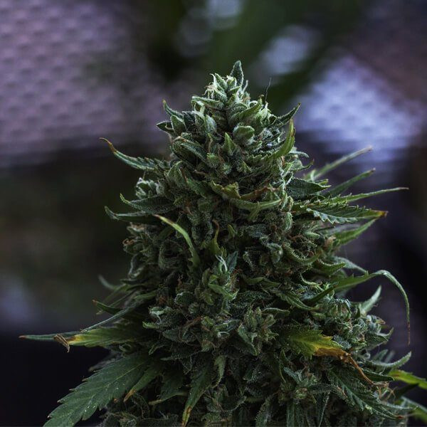 Northern Light Automatic - ROYAL QUEEN SEEDS | TanieSianie.pl