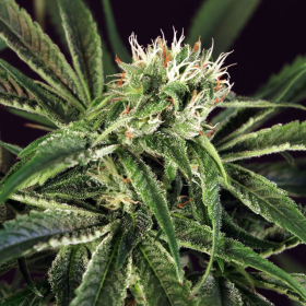 Amnesia #7 - EXOTIC SEED | TanieSianie.pl