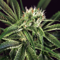 Amnesia #7 - EXOTIC SEED