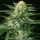 Gypsy Widow - EXOTIC SEED | TanieSianie.pl