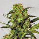 Spicy Bitch - EXOTIC SEED | TanieSianie.pl