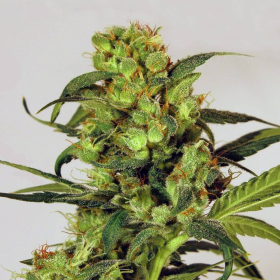 Spicy Bitch - EXOTIC SEED | TanieSianie.pl