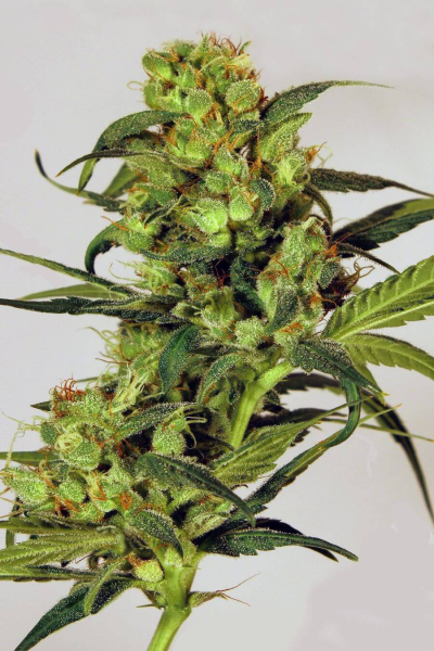 Spicy Bitch - EXOTIC SEED | TanieSianie.pl