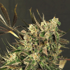 Exotic Colours - EXOTIC SEED | TanieSianie.pl