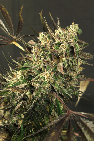 Exotic Colours - EXOTIC SEED | TanieSianie.pl