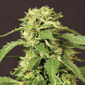 Exotic Thai - EXOTIC SEED | TanieSianie.pl