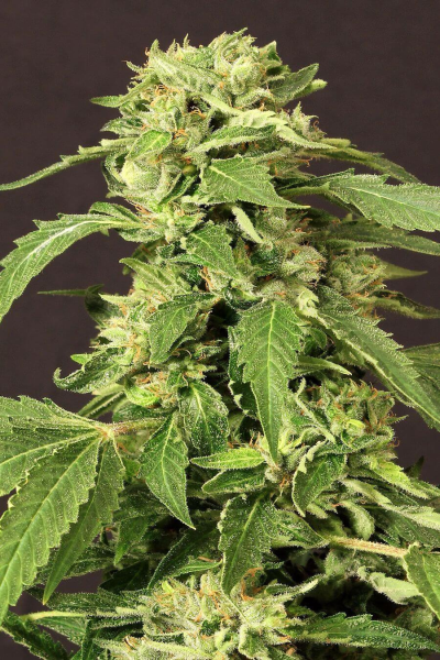 Exotic Thai - EXOTIC SEED | TanieSianie.pl