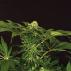 Green Gummy - EXOTIC SEED | TanieSianie.pl